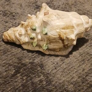 Conch Shell Vintage Retro 1956-60